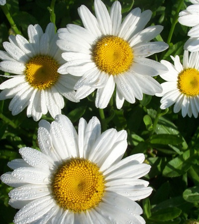 Shasta Daisy Becky
